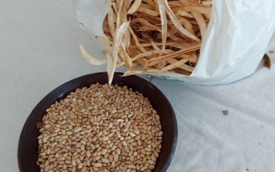 Desbulhar feijões manteigueiros