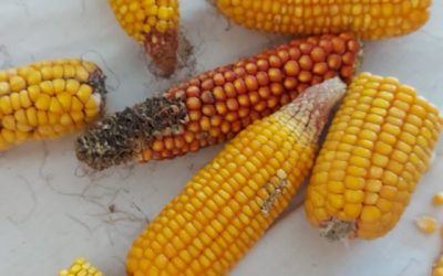 Mantendo tradições