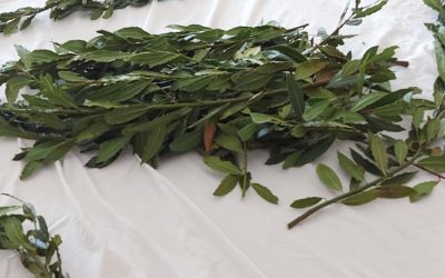 Debulha de espigas e de loureiro