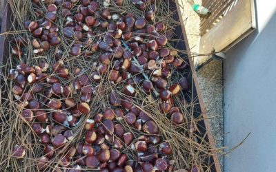 Castanhas? Vamos lá fazer um “pré”magusto