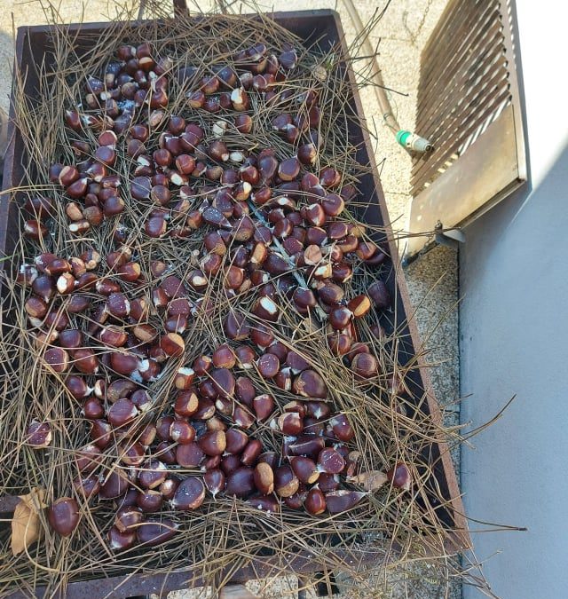 Castanhas? Vamos lá fazer um “pré”magusto