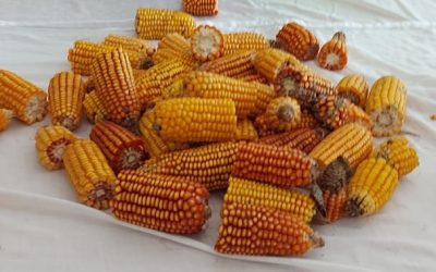 Tempo de colheita, tempo de muito trabalho