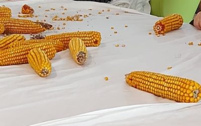 Debulha de espigas de milho