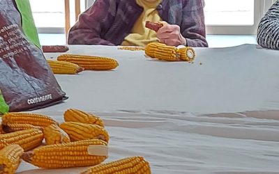 Debulha de espigas de milho