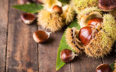 Celebração do Dia de S. Martinho