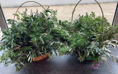 Preparação do Domingo de Ramos